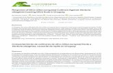 Response of Olive ( Olea europaea Cultivars Against ...