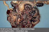 Small and large intestine – necrohemorrhagic ...
