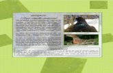 UROGALLOUROGALLO ( (( ( Tetrao urogallus cantabricus))))