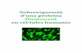 Sobreexpressió d’una proteïna fluorescent en cèl lules humanes