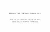 MALVACEAE, THE MALLOW FAMILY - native plants