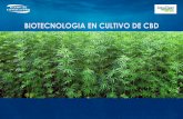 BIOTECNOLOGIA EN CULTIVO DE CBD - marvalconsulting.es