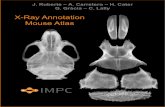 X-Ray Annotation Mouse Atlas