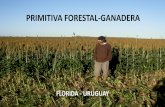 PRIMITIVA FORESTAL-GANADERA