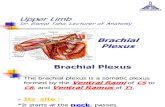 Upper Limb, Brachial Plexus