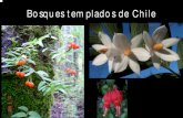 Bosques Templados de Chile