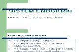 Fisiologi Organ Endokrin