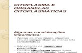 Citoplasma e Organelas Citoplasmticas- 29-09