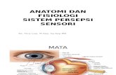 Anatomi Dan Persepsi Sensori