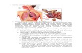 Gambar Anatomi Saluran Pernapasan