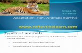 Summary Adaptations How Animals Survive Upload