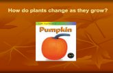 How do plants change as they grow?. Small Group Timer Timer