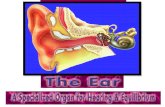 OUTER EAR Structures â€“ Pinna â€“ External Auditory Canal â€“ Tympanic Membrane Boundary between outer and middle ear Transfers sound vibrations to bones of