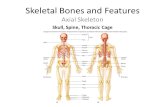 Skeletal Bones and Features Axial Skeleton Skull, Spine, Thoracic Cage