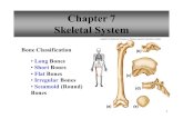 1 Chapter 7 Skeletal System Bone Classification Long Bones Short Bones Flat Bones Irregular Bones Sesamoid (Round) Bones