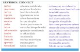 Comparison of adjectives - Masarykova univerzita .Comparison of adjectives Adjectives can express