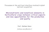 Micronutrients and beneficial elements in horticultural ... horticultural crops between critical