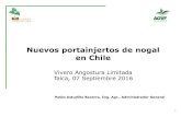 Nuevos portainjertos de nogal en Chile. â†’Enraizamiento â†’Aclimataci³n ... In Vitro-clonal