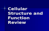 Cellular Structure and Function Review. This organelle contains DNA and controls the cell This organelle contains DNA and controls the cell Nucleus