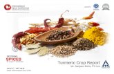 Turmeric market report