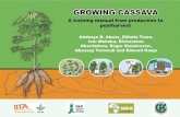GROWING CASSAVA - International Institute of Tropical ... cassava: A training manual from production to postharvest. IITA, Ibadan, Nigeria. GROWING CASSAVA ... 2 Cassava stem handling