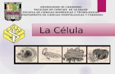 Celula y sus organelas (Histologia)