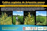 Artemisia annua en Mexico
