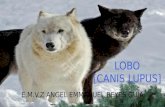 Lobo [canis lupus]