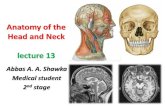 Head and Neck Anatomy 13