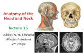 Head and Neck Anatomy 15