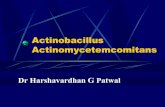 Actinomyces Actinomycetemcomitans - Dr Harshavardhan Patwal