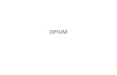 opium, HEROIN, BARBITURATES, hallucinogens ppt lectures/Forensic/opium HEROIN...  â€¢ The opium poppy