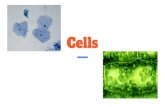 Cells - Dawn   invention of the microscope was pivotal ... Animal vs Plant Cell. Animal vs Plant Cell Round Heterotrophs Small vacuoles Have centrioles