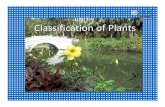Classification of Plants - SRM - flowering Plants. Do NOT produce flowers. A plant can be divided into 3 parts. Examples of Mosses. spores. Spore-producing ... Classification of Plants