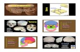 Slide 1 Skull Mandible - University of Notre nsfbones/SKULL.pdf1 Slide 1 Skull Mandible Sutures Bones of the Cranium Major Landmarks of the Cranium Functions of the Cranium Cranial