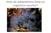 How do adaptations help an organism survive? -   do adaptatioHow do adaptations help an organism survive? ... their habitat. ... many land animals such as zebras form herds