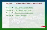 Chapter 7 Cellular Structure and Function 7 Cellular Structure and Function Section 1: Cell Discovery and Theory ... Section 4: Cellular Transport Thin, flexible boundary between the
