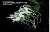 Beauty Amidst Tragedy - Botanica information/Cyrtorchis...Beauty Amidst Tragedy 1. ... prepare to be amazed! Cyrtorchis flowers are sweetly scented, particularly in the evening. While