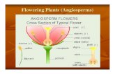 Flowering Plants (Angiosperms)  Plants (Angiosperms) ... Vascular plants 1. Non seed-producing a. ... Seed-producing a. Gymnosperms/conifers (naked seeds in cones):