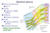 PNS: upper limb - œ‹ç«‹è‡ç£¤§­¸ anatomy/.../ANOTOMY/PNS_Upper.pdf  PNS upper 1 Brachial plexus