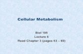 Cellular Metabolism - Napa Valley .Cellular Metabolism Aerobic cellular respiration â€“requires