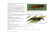 Rhynchophorus ferrugineus - .From the molecular analysis, ... been reported as a pest on coconut