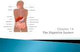 Chapter 14 The Digestive System - Anatomy and .Chapter 14 The Digestive System ... 12 Secrete gastrin