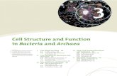 Cell Structure and Function in Bacteria and .Cell Structure and Function in Bacteria and Archaea