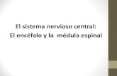 El sistema nervioso central: El enc©falo y la m©dula .El sistema nervioso central El enc©falo
