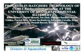 PROGRESS IN HATCHERY TECHNOLOGY OF COBIA Rachycentron ...nsgl.gso.uri.edu/flsgp/   PROGRESS IN HATCHERY