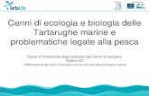 Cenni di ecologia e biologia delle Tartarughe .Cenni di ecologia e biologia delle Tartarughe marine