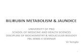 BILIRUBIN METABOLISM & JAUNDICE - Metabolism Jaundice PPP 9.pdf  â€¢Bilirubin in excess of 25 mg