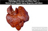 Pathology of the Liver and Biliary Tract 1 Normal Liver ... Normal Liver; Hepatic Injury, Response,