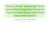 How to grow  flowering plants from seeds important tips